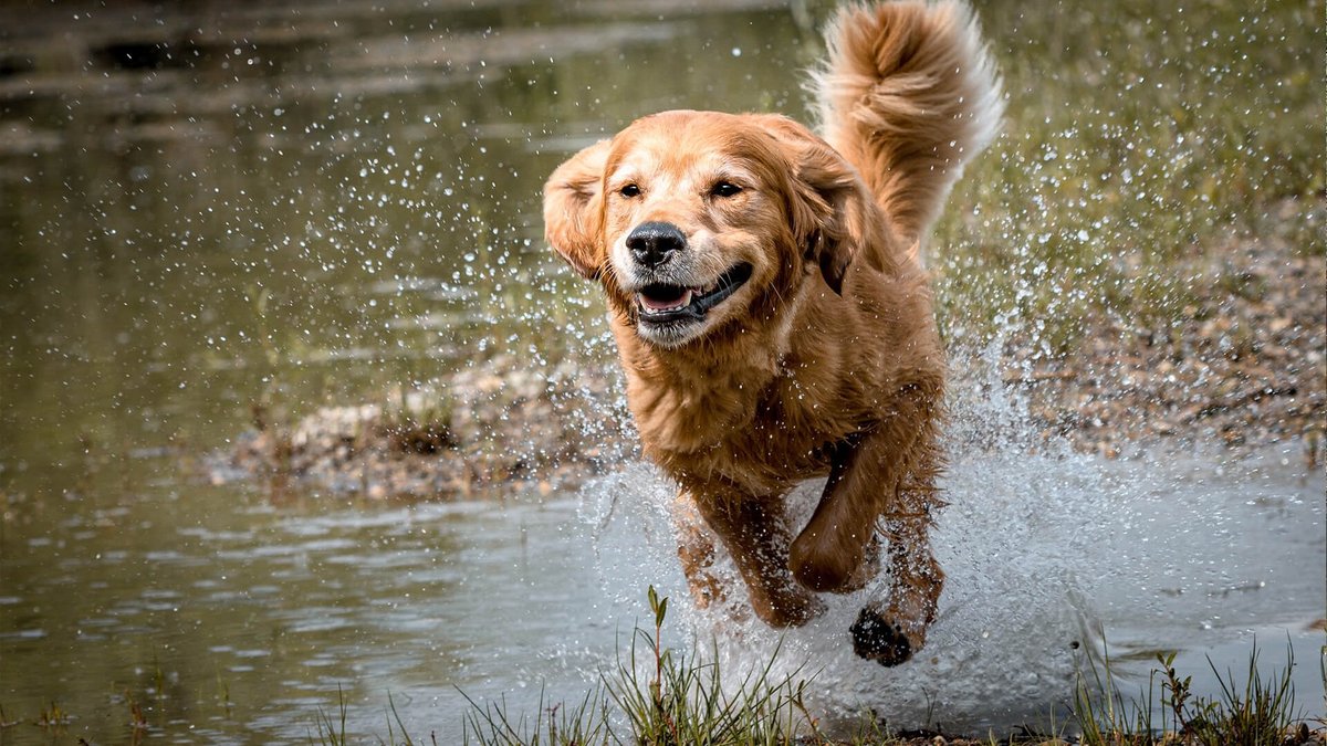 zu sehen ist ein Hund, welcher aus dem Wasser steigt